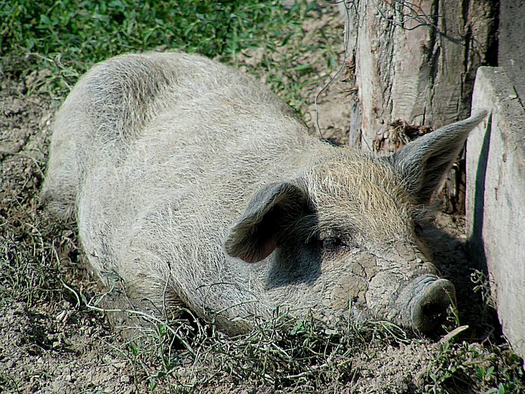 Wollschwein dst in der Ungarischen Pampa vor sich hin; 050901
