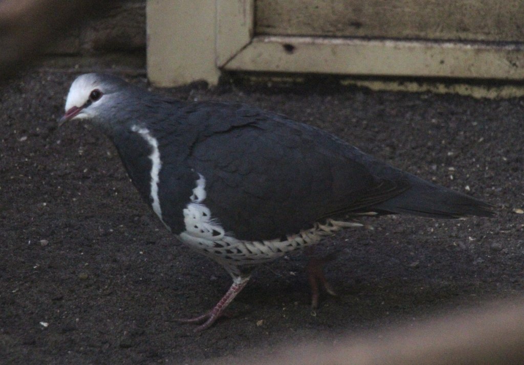 Wongataube (Leucosarcia melanoleuca) am 25.2.2010 im Zoo Berlin.
 
