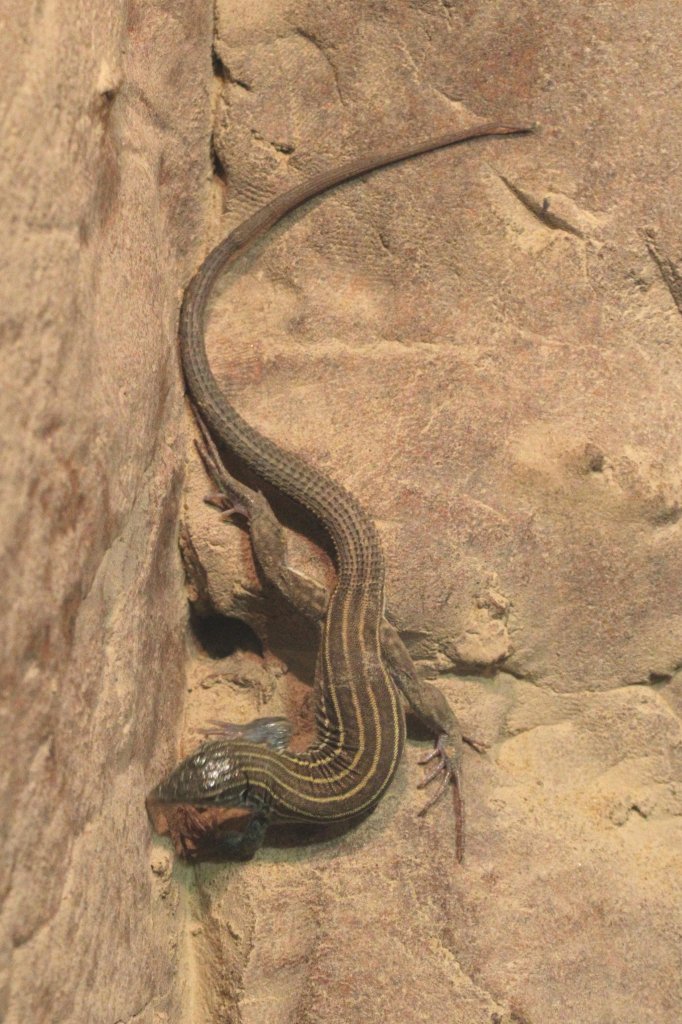 Wsten Rennechse (Aspidoscelis uniparens oder Cnemidophorus uniparens) am 13.9.2010 im Toronto Zoo. Bei dieser Tierart gibt es keine Mnnchen, die Weibchen befruchten sich untereinander. Es gibt dann bei der Begattung mnnlcihe Weibchen (oben) und weibliche Weibchen (unten).
