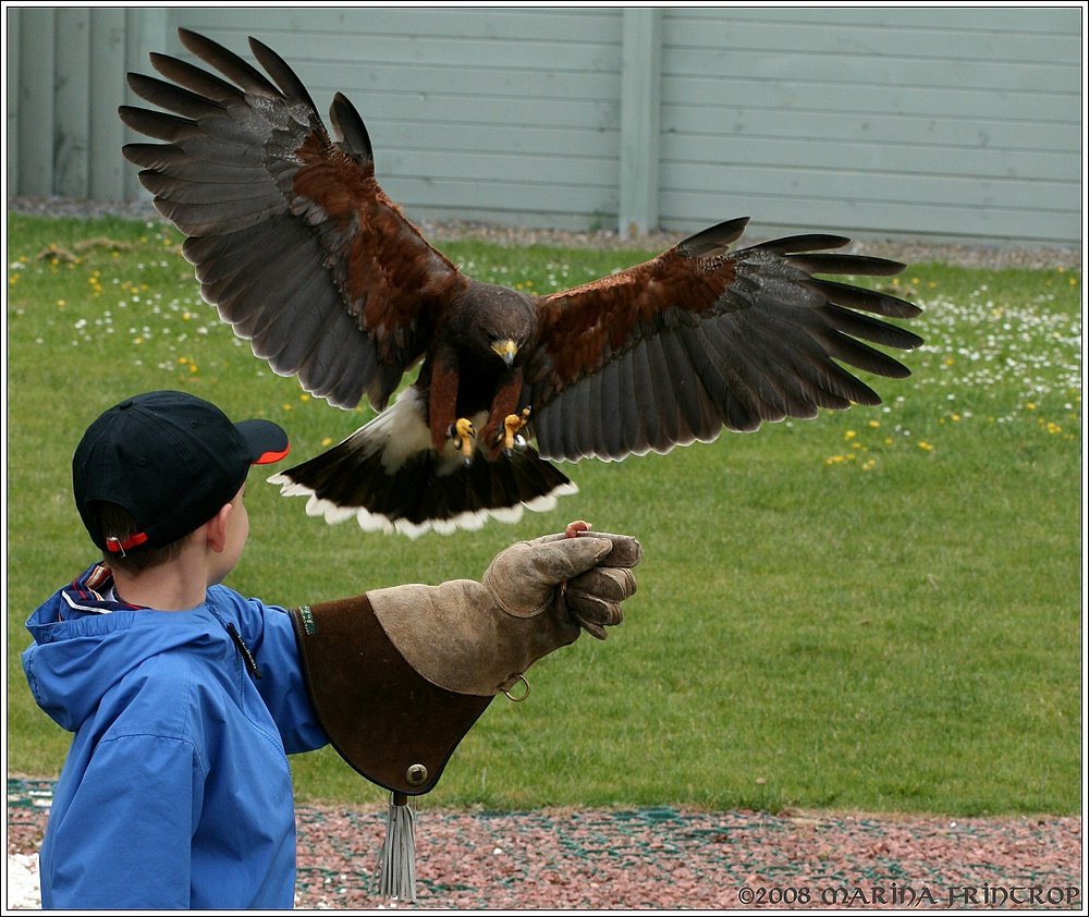 Wstenbussard - Harris Hawk (Parabuteo unicinctus) - Fotografiert im Burren Birds of Prey Centre, Irland.