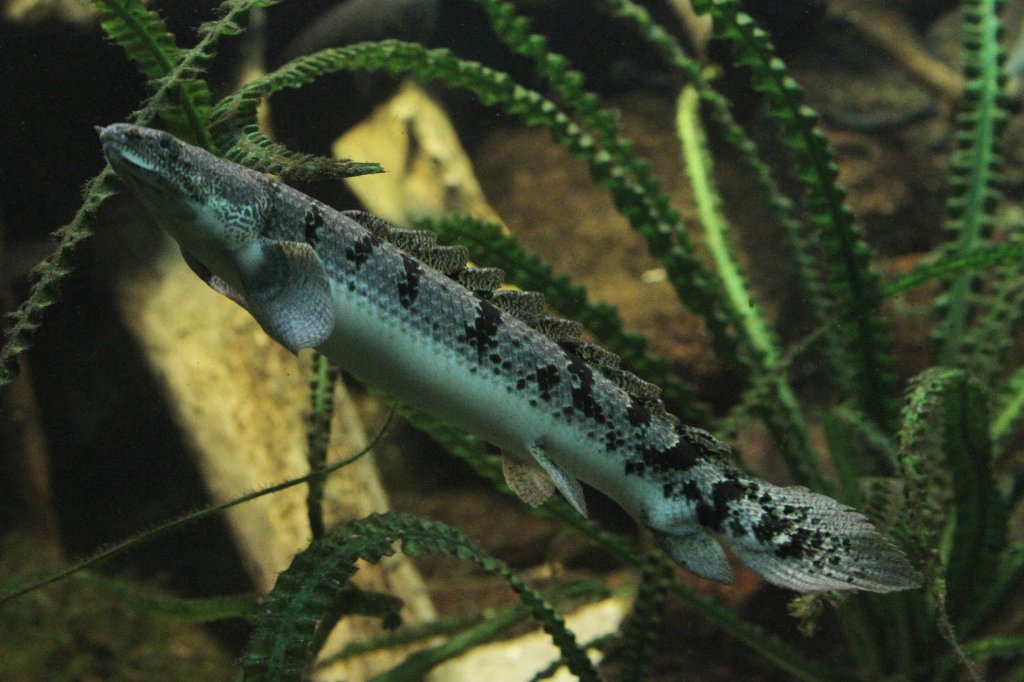 Zaire-Flpsselhecht (Polypterus delhezi) am 26.6.2010 im Leipziger Zoo.