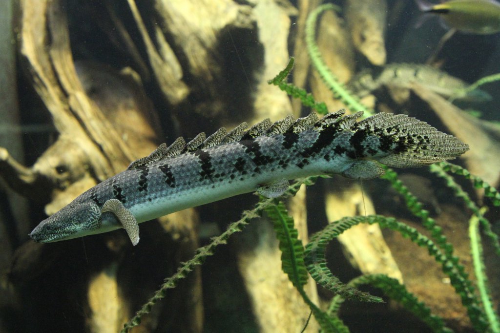 Zaire-Flpsselhecht (Polypterus delhezi) am 26.6.2010 im Leipziger Zoo.