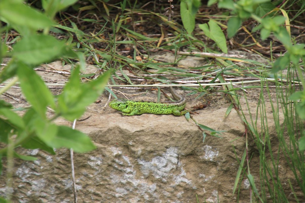 Zauneidechse (Lacerta agilis) am 22.6.2010 auf dem Gelnde des Leintalzoos.