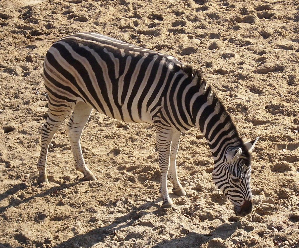 Zebra in Schwerin.