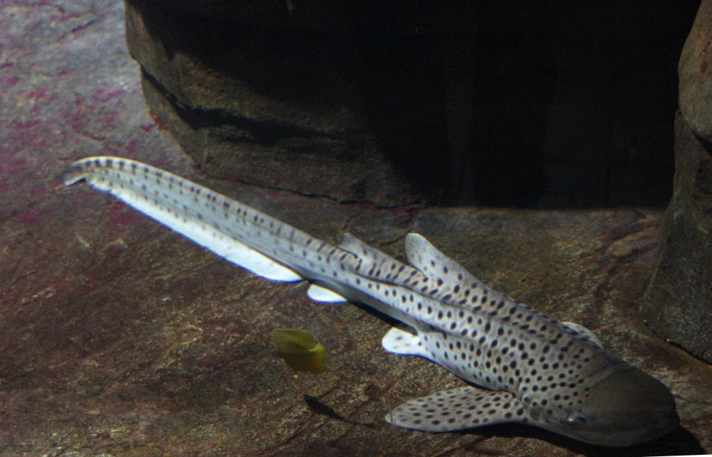 Zebrahai oder auch Leopardenhai (Stegostoma fasciatum) am 12.3.2010 im Zooaquarium Berlin.