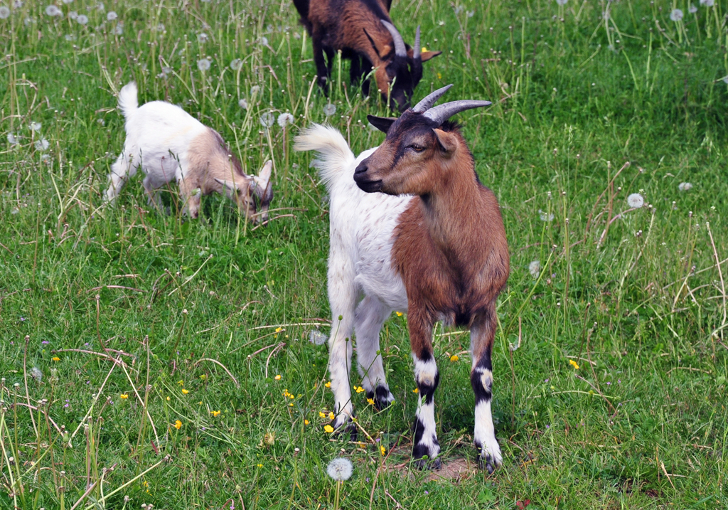 Ziegen auf einem Bauernhof bei Euskirchen - 11.05.2011