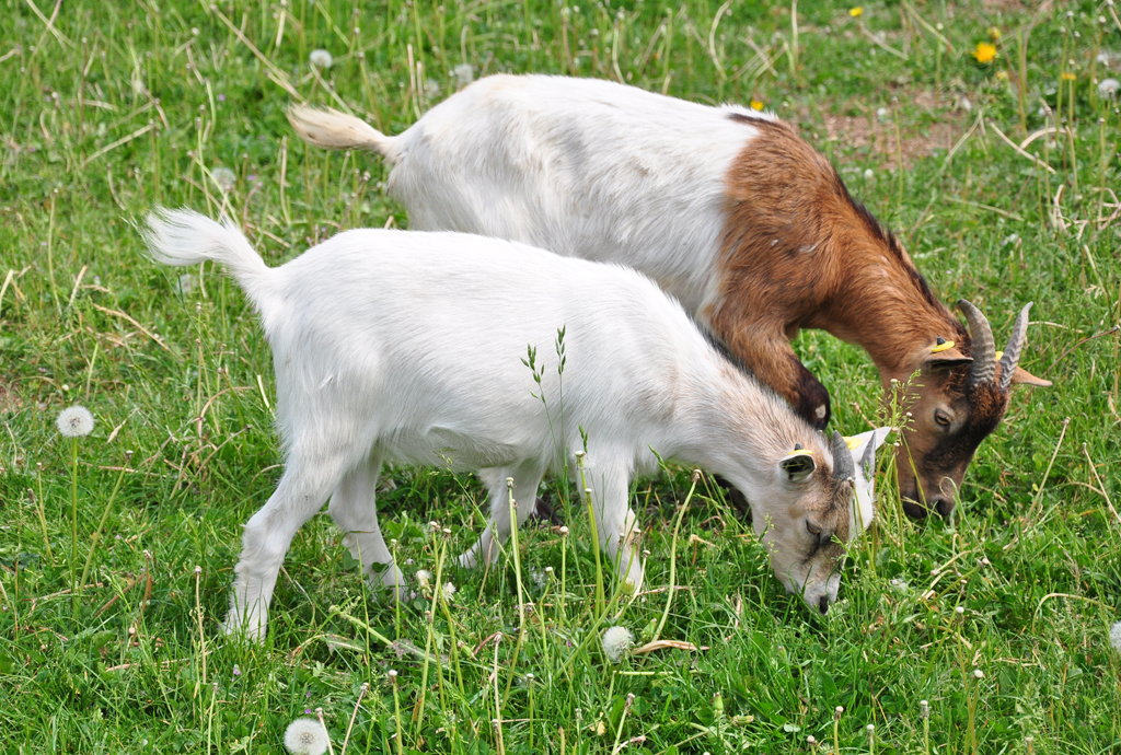 Ziegen beim Fressen auf der Weide - 11.05.2011