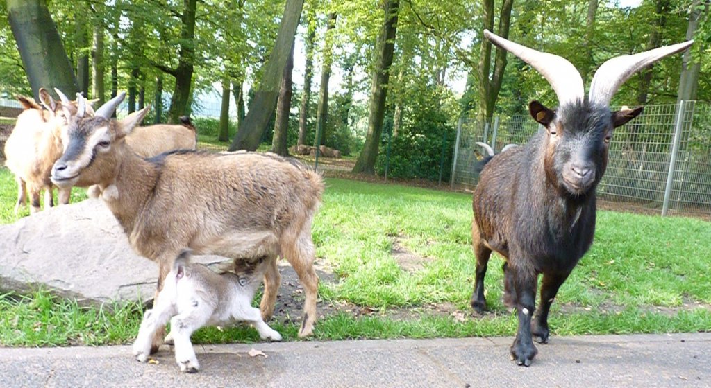 Ziegenmutter Barbara mit Baby Gustav von Wittringen-Vater Claus Dieter rechts im Bild