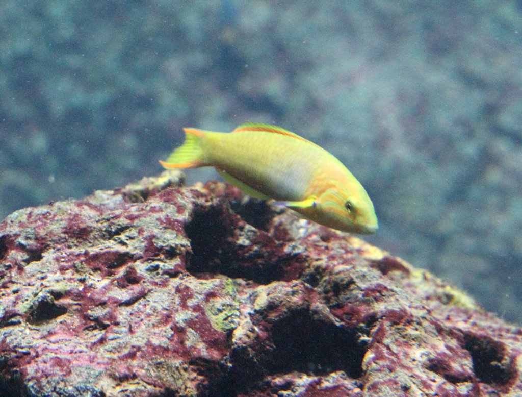 Zitronen-Junker (Halichoeres chrysus) am 12.3.2010 im Zooaquarium Berlin.