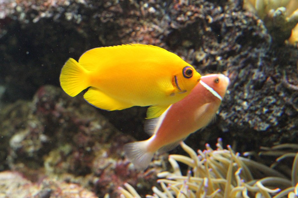 Zitronen-Zwergkaiserfisch (Centropyge flavissima) am 19.3.2010 im Zooaquarium Basel.