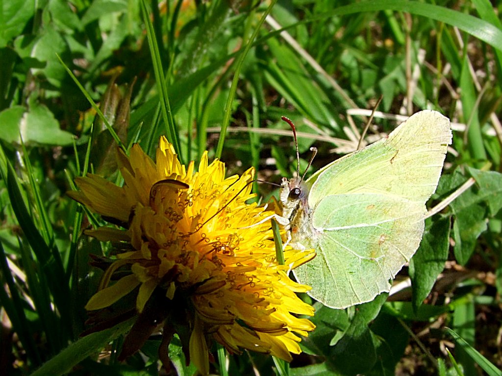 Zitronenfalter(Gonepteryx rhamni) saugt sich Nektar aus einer Lwenzahnblte;110410