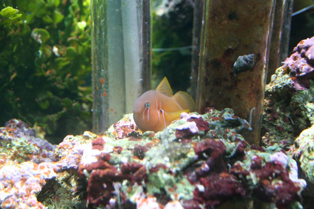 Zitronengrundel (Gobiodon citrinus) am 3.4.2009 im Sealife Center Berlin.