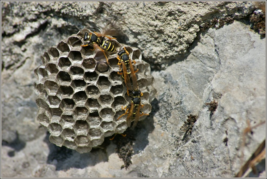 Zu dritt geht es schneller. Im Kreis herum bauten und berprften diese Wespen ihren Bau.
(14.08.2012)