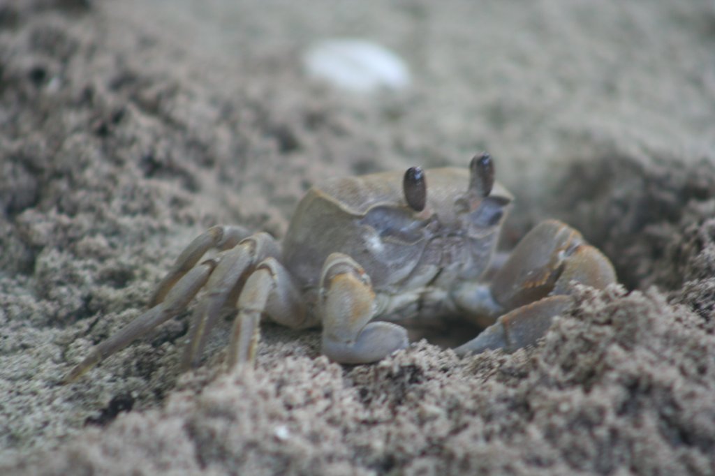 Zuerst dachte ich an Muse, bei den vielen Lchern im Sand. Geisterkrabbe (Ocypodea) 9.11.2007 Ari-Atoll.