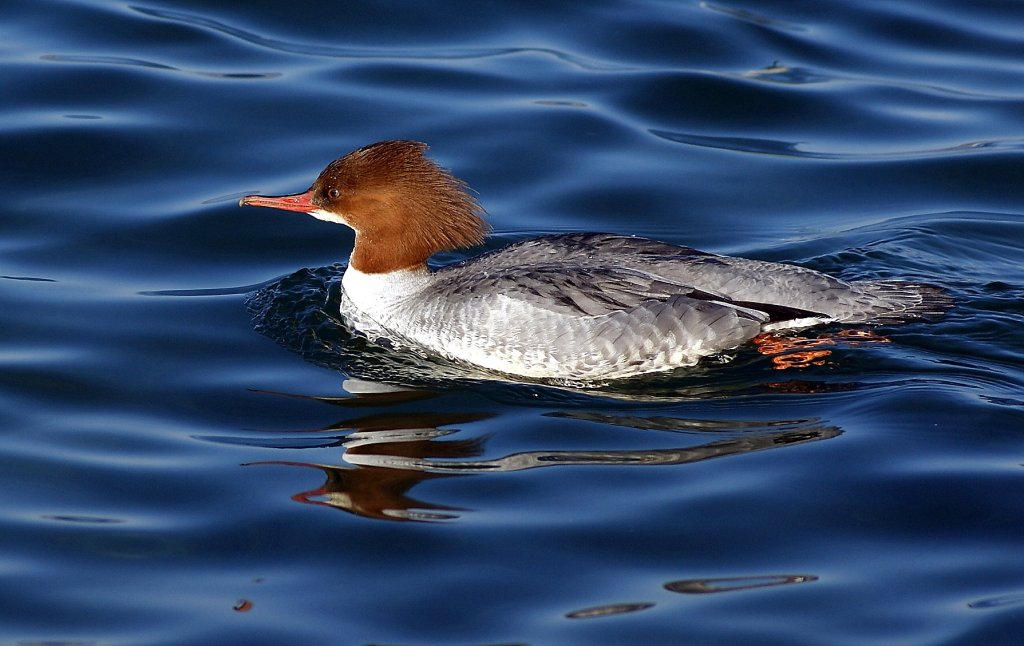 Zufrieden gleitet dieser Gnsesger(?) durchs Wasser
(03.01.2011)