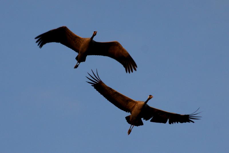 Zwei Alttiere beim Direktflug im Sonnenuntergang ber mich hinweg. Der hahn hat schon ziemlich Federn gelassen. Lac du Der, 18.11.2011