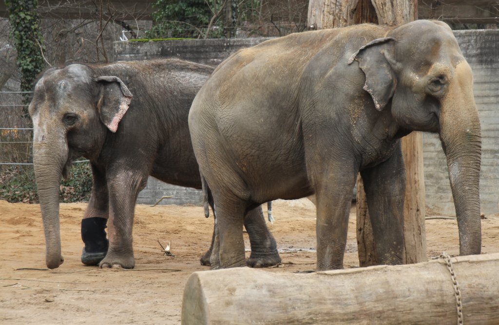 Zwei Asiatische Elefanten (Elephas maximus) am 9.2.2010 im Zoo Karlsruhe.