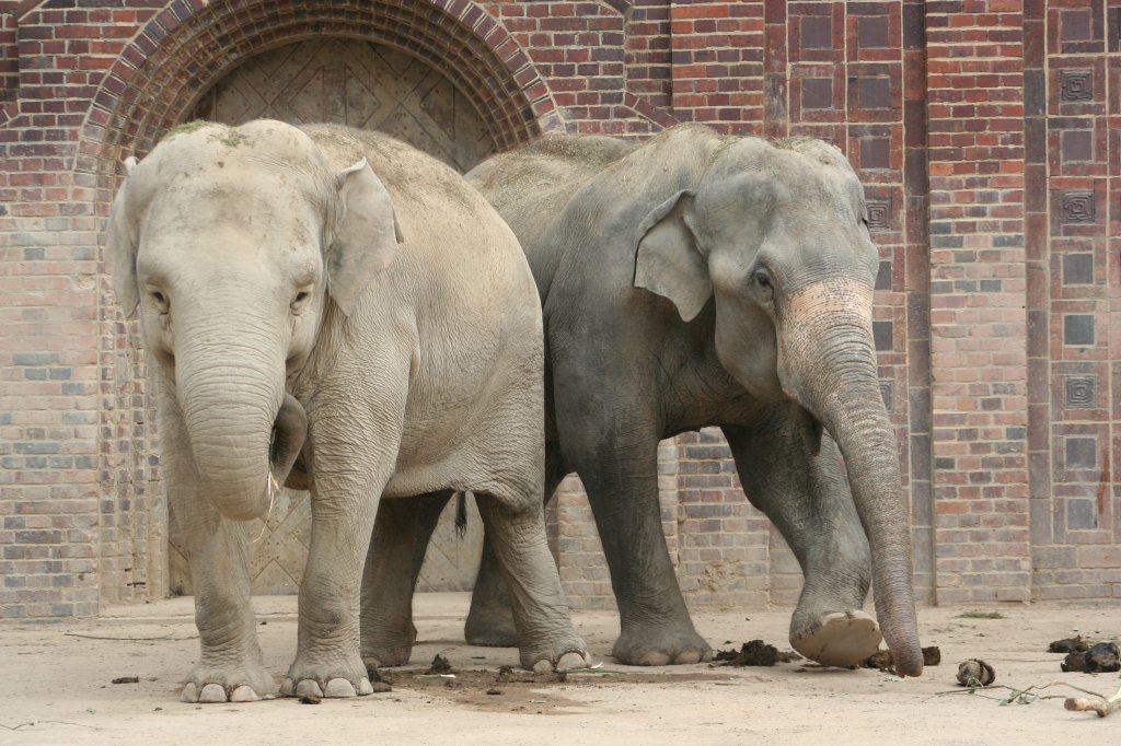 Zwei Asiatische Elefanten. Leipzig am 14.9.2008.