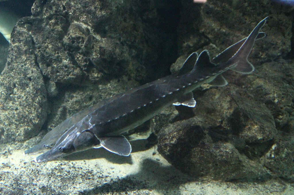 Zwei Atlantische Stre oder auch Ostseestr genannt (Acipenser oxyrinchus oxyrinchus) am 12.3.2010 im Zooaquarium Berlin.