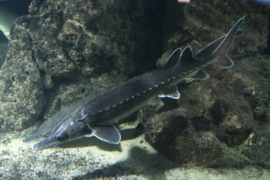 Europäische Stör (Acipenser sturio) am 19.3.2010 im Zooaquarium Basel