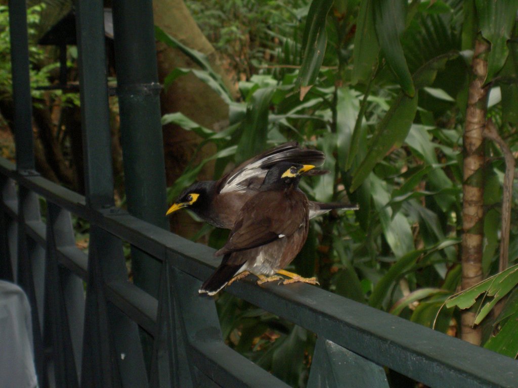 Zwei aufdringliche Hirtenmanias (Acridotheres tristis). Hier muss man aufs Essen und Trinken aufpassen. Mauritius November 2006.

