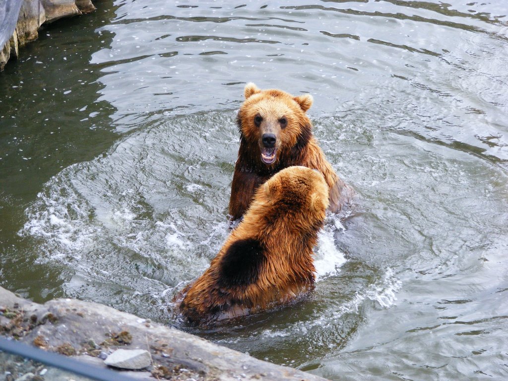 Zwei Bren im Gelsenkirchener Zoo am 2. Mai 2010.