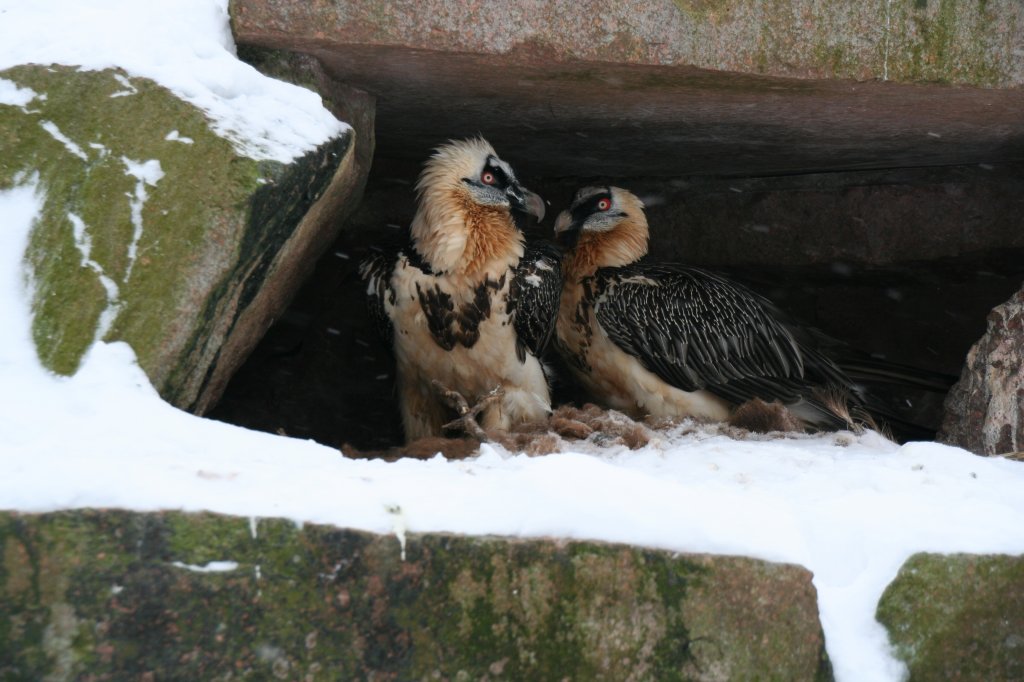 Zwei Bartgeier (Gypaetus barbatus barbatus) haben unter einem Felsvorsprung ihr Nest bezogen. Tierpark Berlin am 9.1.2010.
 
