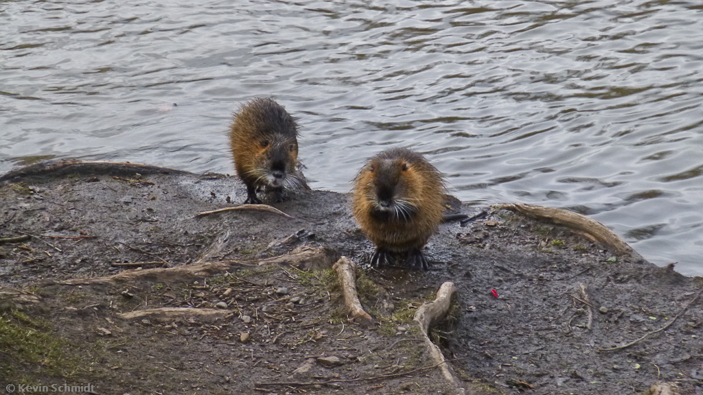 Zwei Biberratten am Ufer der Saale in Saalfeld, 25.12.2012.