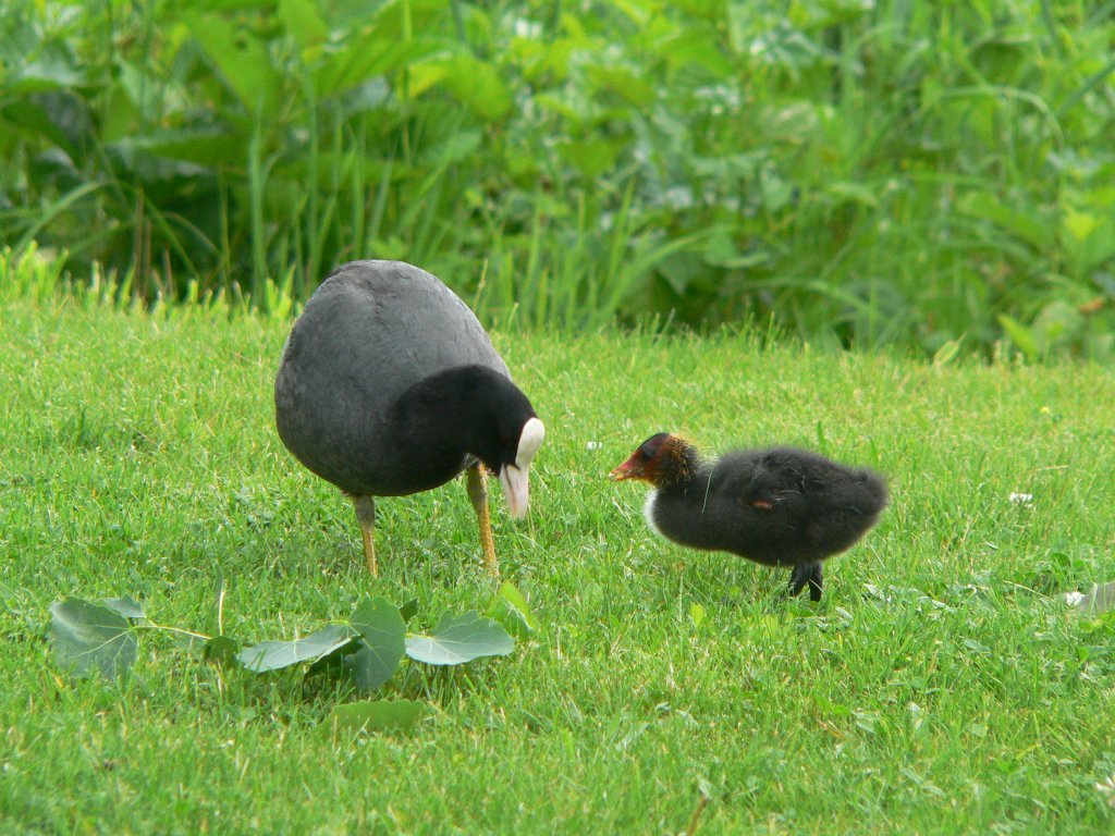 Zwei Blässhühner in Berlin Britzer Garten, Mai 2007