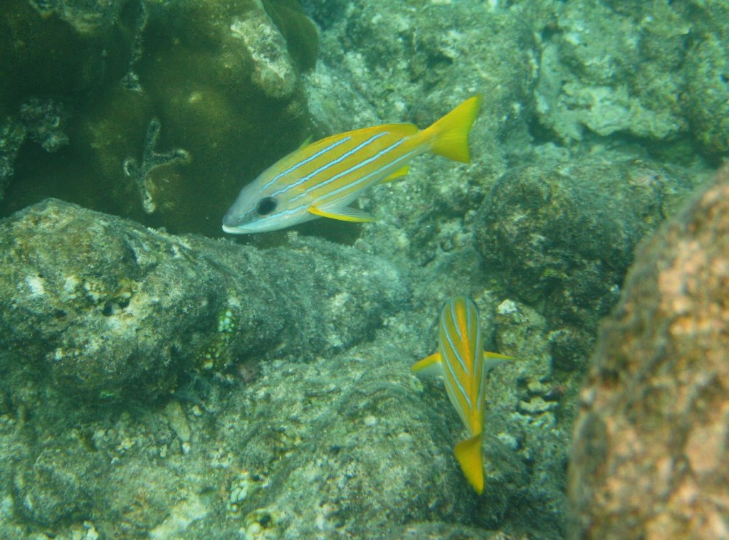 Zwei Blaustreifen-Schnapper am Hausriff von Nalaguraidhoo/ Sun Island.Malediven, Ari-Atoll am 12.11.2007.
