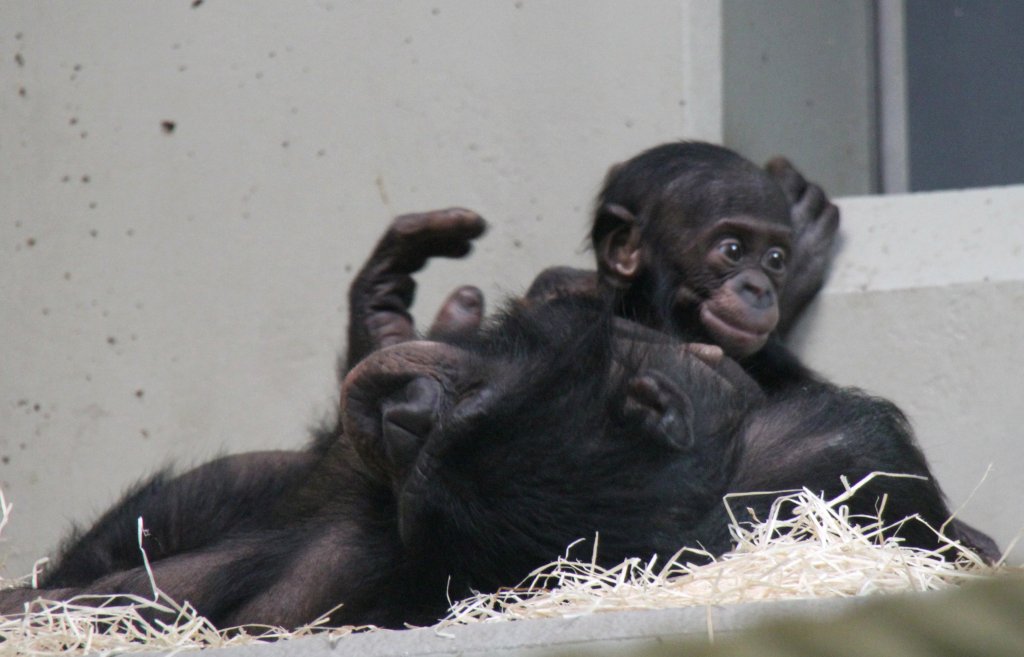 Zwei Bonobos (Pan paniscus) beim Kuscheln. Zoo Berlin am 11.3.2010.