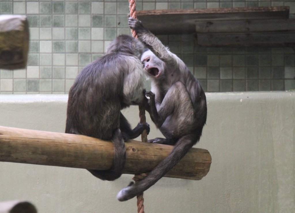 Zwei Braune Kapuziner (Cebus olivaceus) in Lebhafter Diskussion am 11.3.2010 im Zoo Berlin.