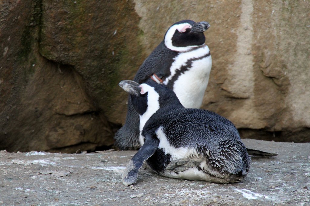 Zwei Brillenpinguine (Spheniscus demersus) am 25.2.2010 im Zoo Berlin.