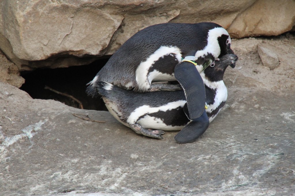 Zwei Brillenpinguine (Spheniscus demersus) am 11.3.2010 im Zoo Berlin.