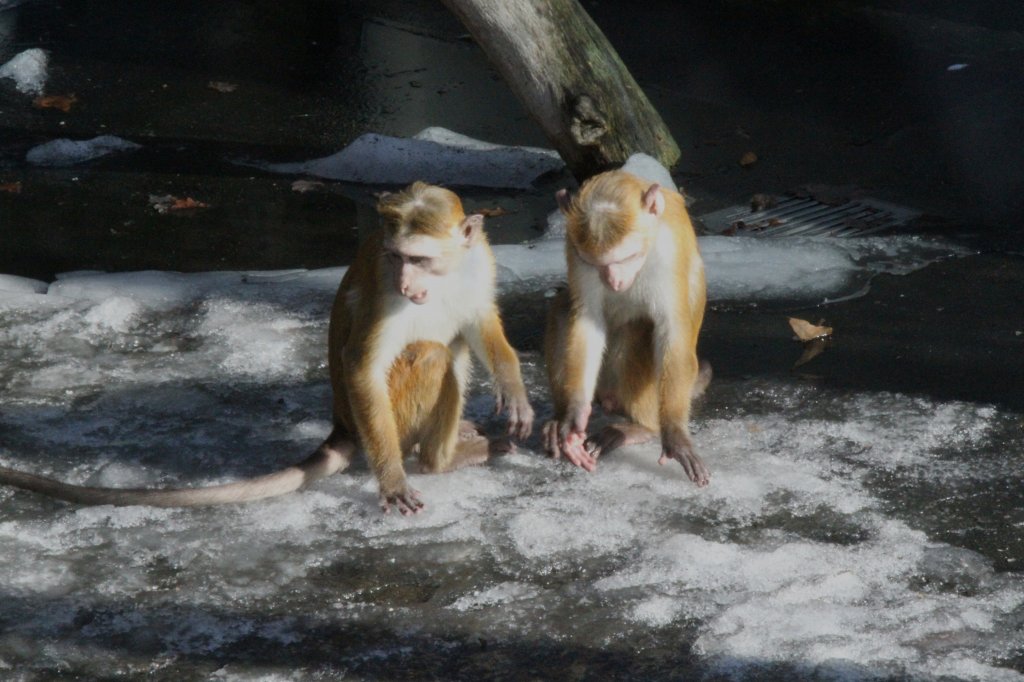 Zwei Ceylon-Hutaffen (Macaca sinica) untersuchen das restliche Eis. Durch Ihre Frisur, kann man einige der Tiere leicht voneinader unterscheiden.
Zoologischer Garten Berlin am 25.2.2010.
	