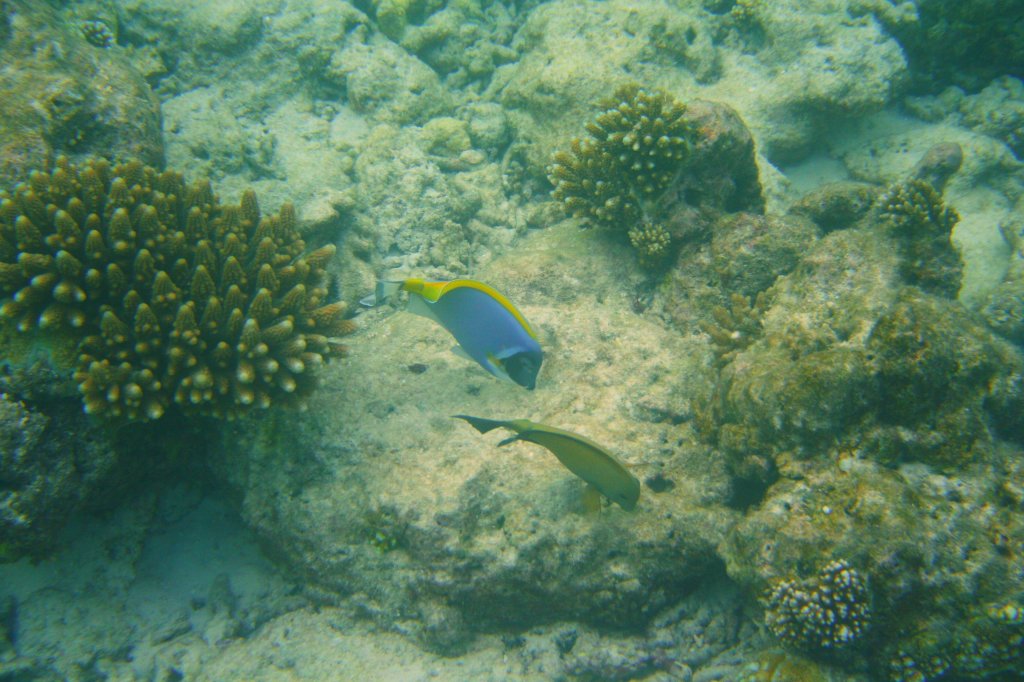 Zwei Doktorfische (Weikehl-Doktorfisch und ) am Hausriff von Sun Island. Ari-Atoll, Malediven.