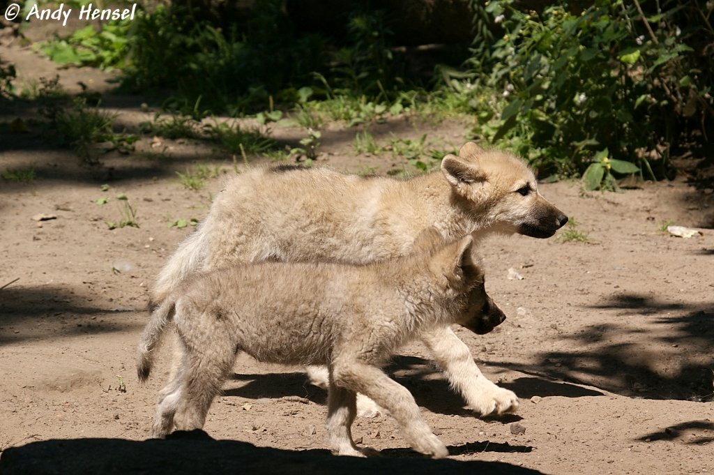 Zwei von drei Polarwolfwelpen (geb. 30.04.2010) im Zoo Berlin