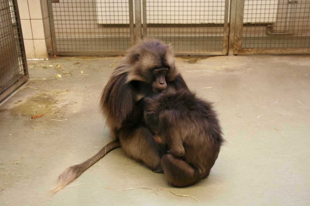 Zwei Dscheladas oder auch Blutbrustpaviane (Theropithecus geladabeim) beim Lausen. Tierpark Berlin am 9.1.2010.