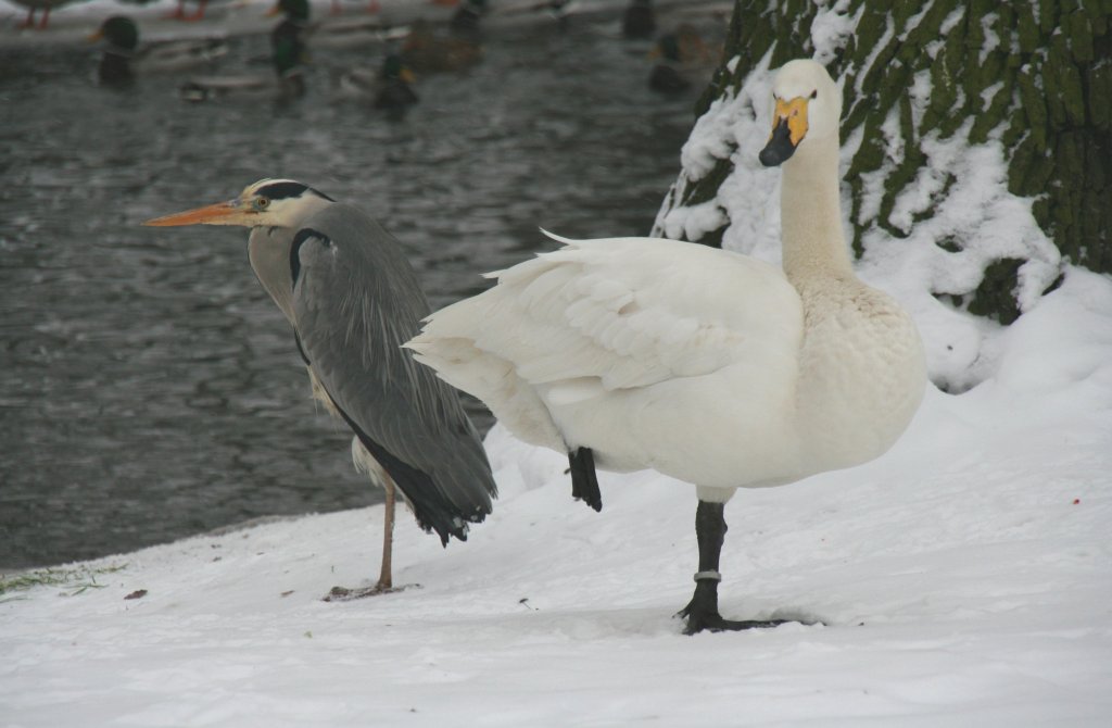 Zwei Einbeinige am 9.1.2010 im  Tierpark Berlin. Graureiher (Ardea cinerea) und Singschwan (Cygnus cygnus) bei einem Wettstreit.