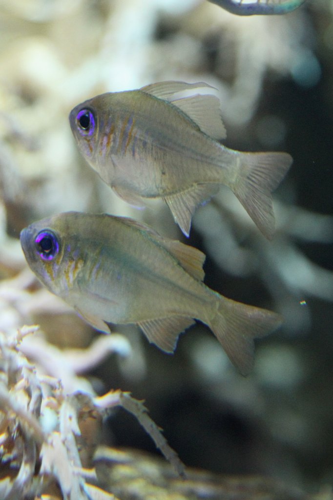 Zwei Fadenflossen-Kardinalbarsche (Zoramia leptacantha) am 19.3.2010 im Zooaquarium Basel.