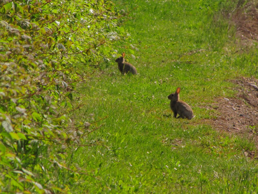 Zwei Feldhasen an einem Bahndamm bei Erbach im Rheingau; 17.05.2012