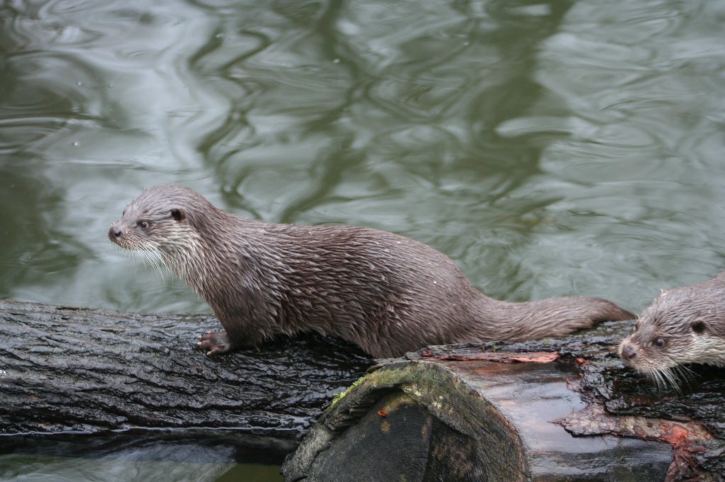 Zwei Fischotter (Lutra lutra) toben auf einem Stamm. Skansen 13.12.2008.
