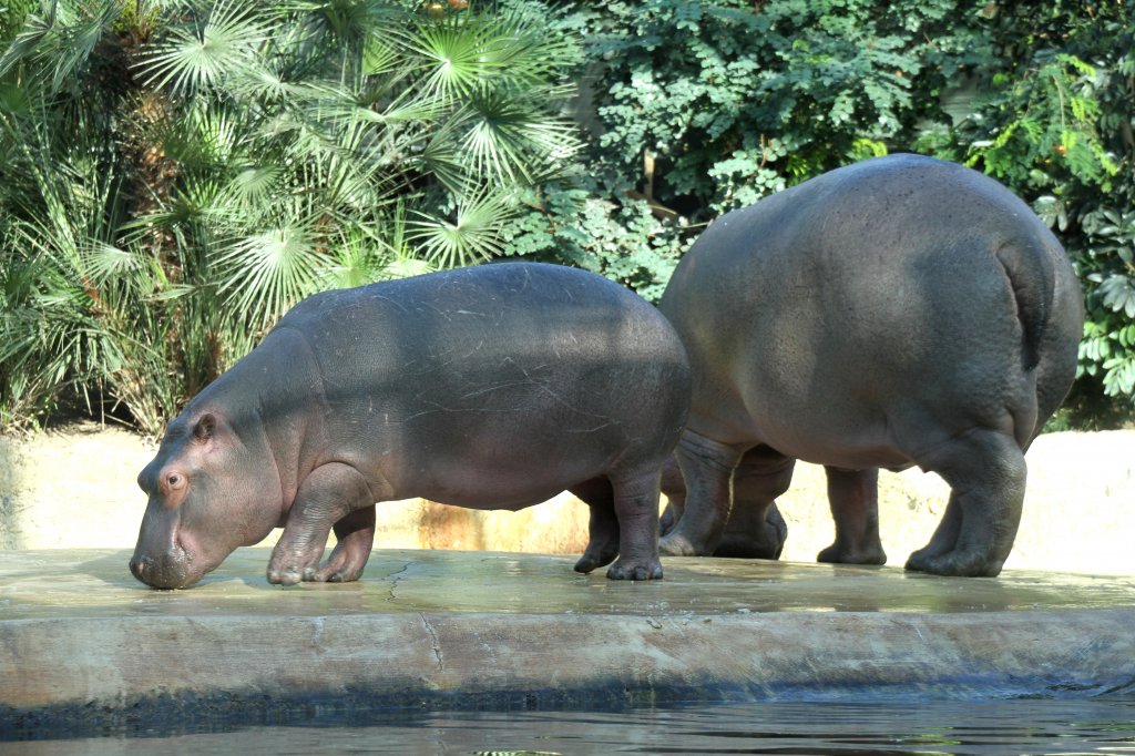 Zwei Flusspferde beim Fressen auf einer Insel. Zoo Berlin am 25.2.2010.