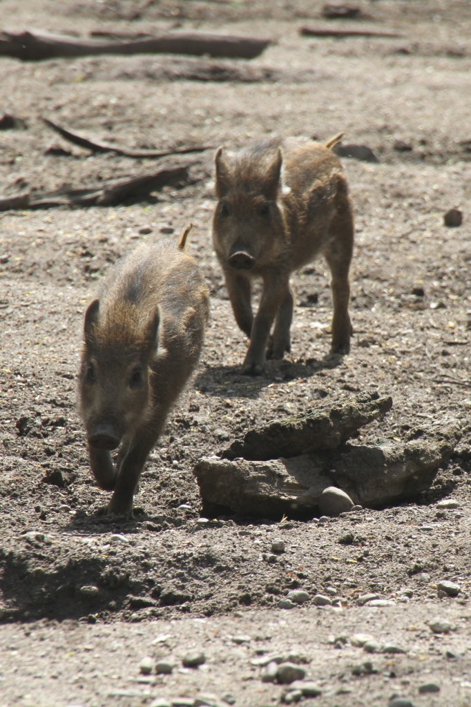 Zwei Frischlinge beim Spielem. Vogelpark Karlsdorf-Neuthard am 26.4.2010.
