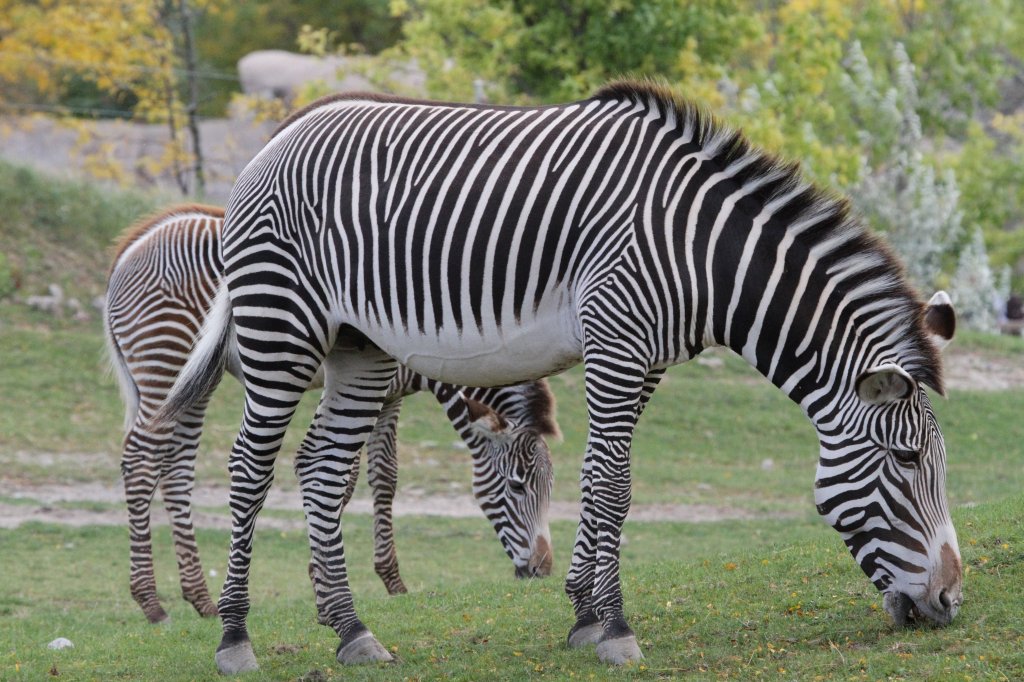 Zwei Grevyzebras (Equus grevyi) am 25.9.2010 im Toronto Zoo.