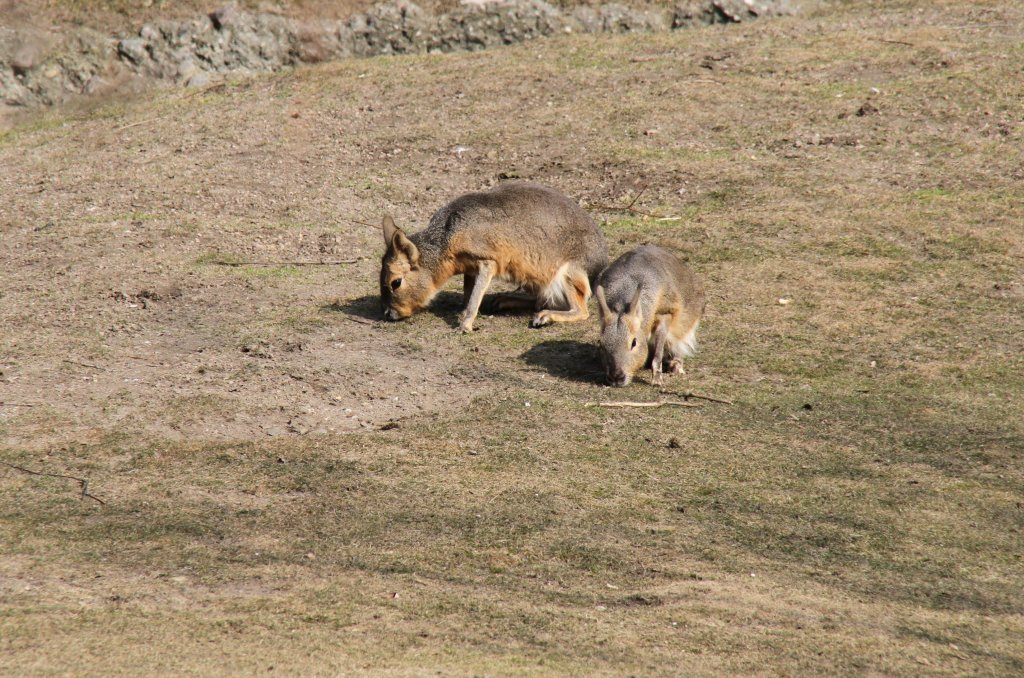 Zwei Groe Pampashasen (Dolichotis patagonum) am 11.3.2010 im Zoo Berlin.