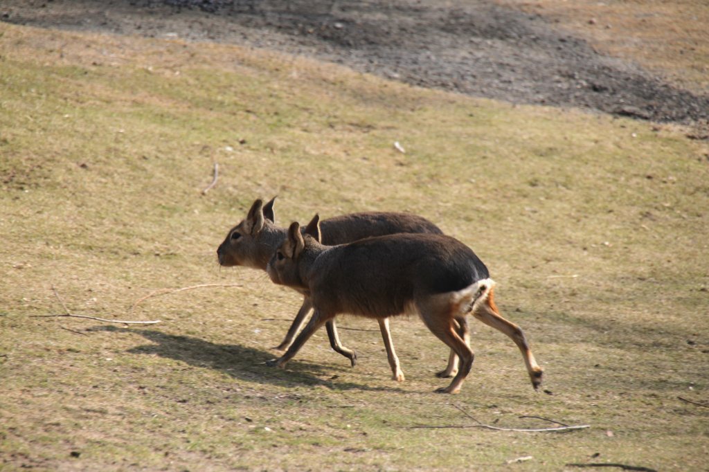 Zwei Groe Pampashasen (Dolichotis patagonum) am 11.3.2010 im Zoo Berlin.