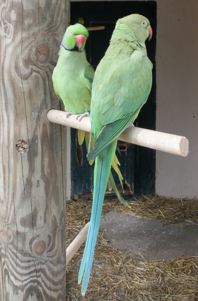 Zwei Halsbandsittiche (Psittacula krameri) am 18.3.2010 in der Orangerie in Strasbourg.