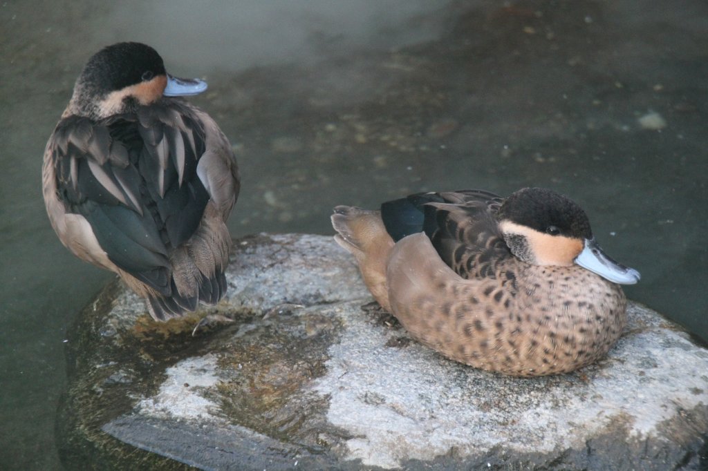 Zwei Hottentottenenten (Anas hottentota) ruhen sich auf einem Stein aus. Zoo Berlin am 25.2.2010. 
