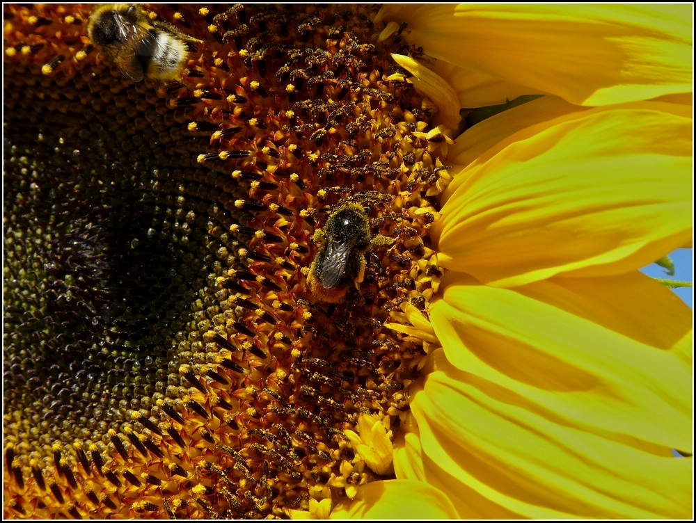 Zwei Hummeln voller Bltenstaub auf einer Sonnenblume. 13.08.2010 (Jeanny)